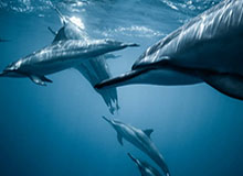 林庭谦入选CBA全明星阵容